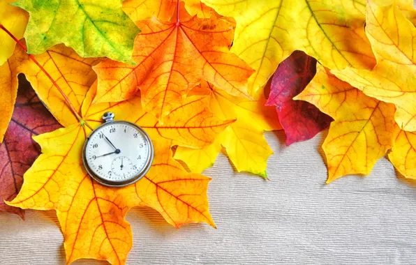 Осень, листья, макро, фото, карманные часы