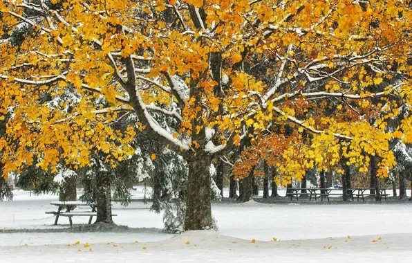 Картинка осень, листья, снег, деревья, парк, стол, скамья