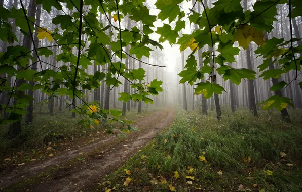 Картинка дорога, осень, лес, трава, деревья, пейзаж, ветки, природа