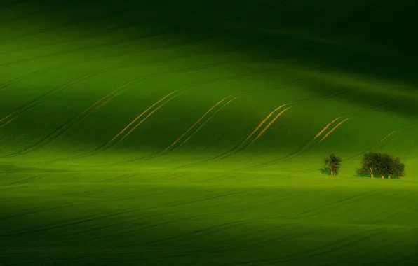 Картинка зелень, поле, деревья, природа