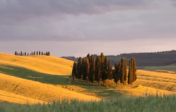 Trees, field, Italy, hills, sunlight, countryside, Tuscany, farmland