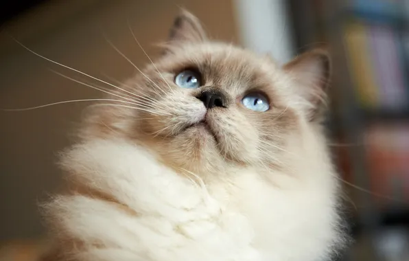 Картинка кошка, взгляд, мордочка, сиамская