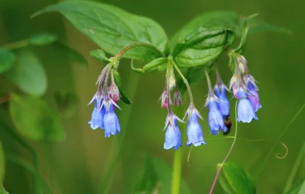 Картинка Колокольчики, Боке, Bokeh, Bluebells