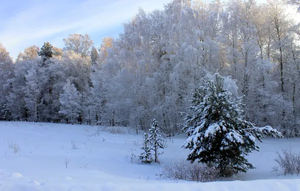 Картинка зима, лес, небо, деревья, день, сугробы