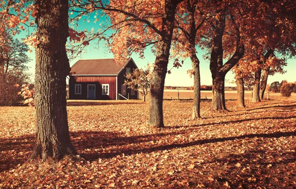 Картинка поле, осень, листья, деревья, природа, дом, домик, оранжевые