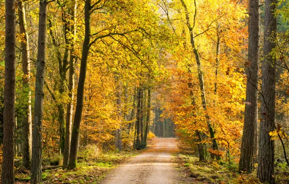 Дорога, осень, лес, листья, деревья, forest, road, park