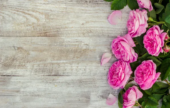 Картинка цветы, розы, лепестки, розовые, wood, pink, flowers, petals