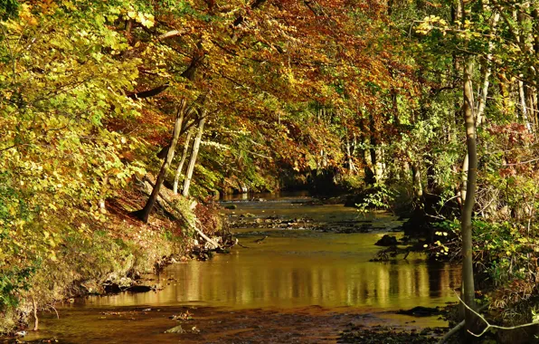 Картинка осень, лес, деревья, лужа, forest, trees, Autumn