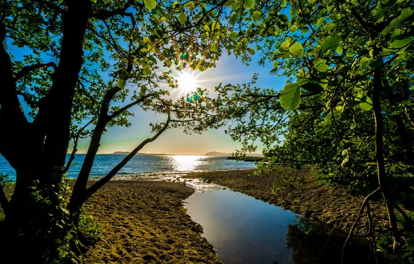 Картинка лето, вода, солнце, лучи, деревья, ветки, берег