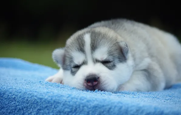 Сон, собака, щенок, хаски, спящий, спящий щенок
