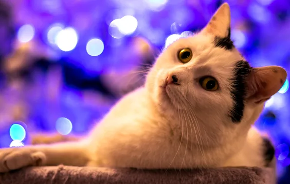 Кошка, кот, взгляд, поза, мордашка