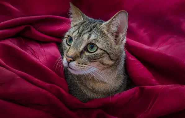 Кошка, кот, взгляд, серый, ткань, мордашка