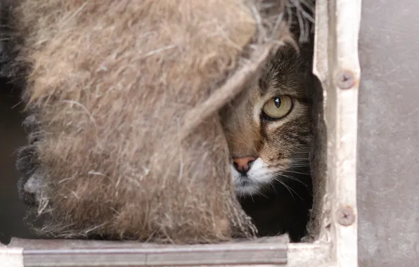 Кошка, кот, морда, серый, портрет, мех, домик, полосатый