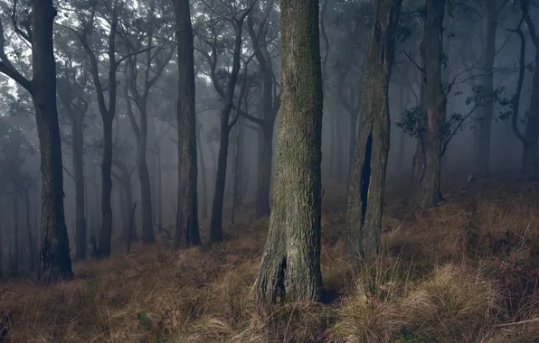 Картинка лес, трава, деревья, ветки, туман, склон, ствол, сумерки