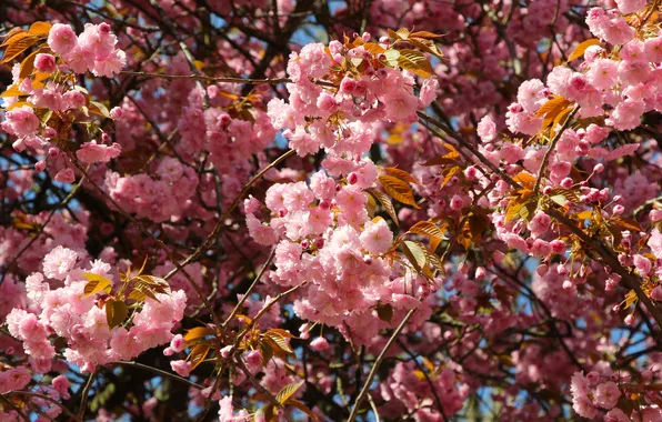 Pink, spring, twig, blooming, japanese cherry
