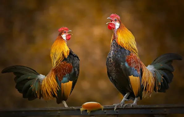 Птицы, яйцо, перекладина, фотоарт, петухи, два петуха