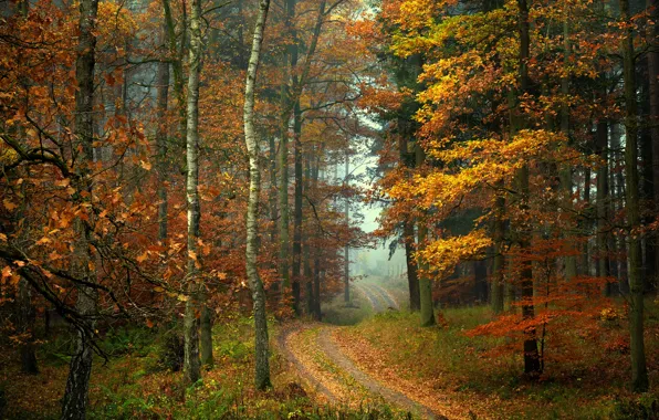 Картинка дорога, осень, лес, деревья, туман, листва, Radoslaw Dranikowski