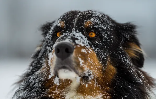 Зима, глаза, снег, собака, фокус, шерсть, нос