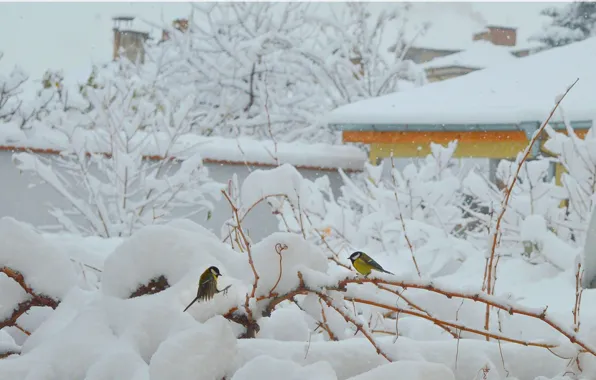 Зима, Снег, Мороз, Birds, Frost, Snow, Зимнее утро, Winter morning