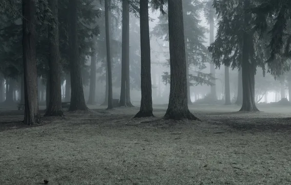 Картинка природа, туман, парк