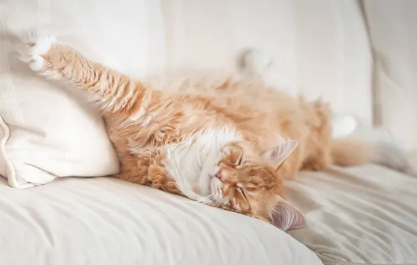 Картинка кот, отдых, лапа, сон, рыжий, мордочка, постель, котейка