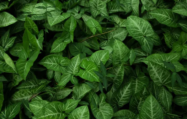 Природа, Листья, Растение, Зеленый, Растения, Nature, Flora, Garden