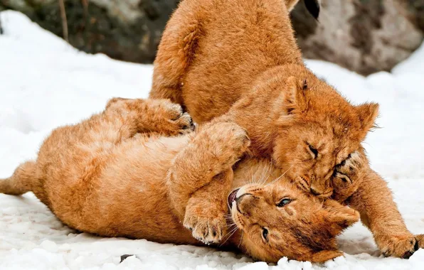 Картинка животные, снег, лев, большие кошки