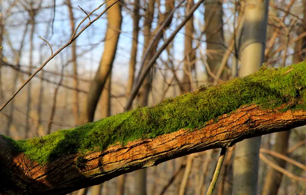 Tree, trunk, moss