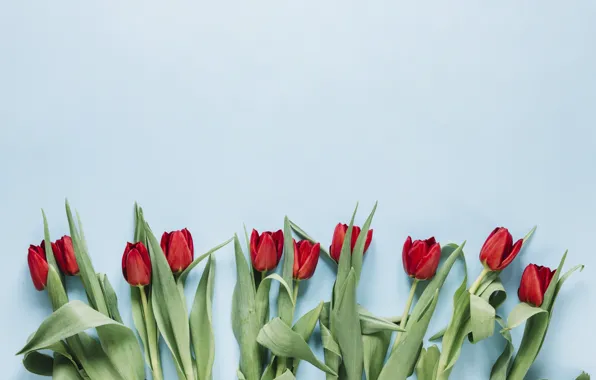 Цветы, тюльпаны, красные, red, flowers, tulips