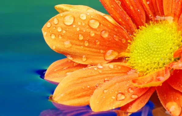 Картинка цветок, вода, капельки