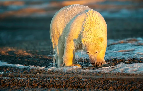 Зима, море, белый, вода, свет, снег, природа, мокрый