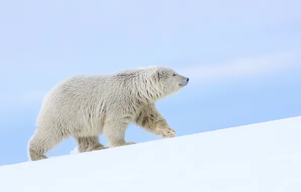 Картинка снег, медведь, Аляска, белый медведь, полярный медведь