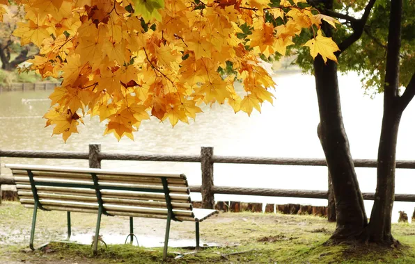 Картинка осень, листья, озеро, пруд, парк, дерево, скамья