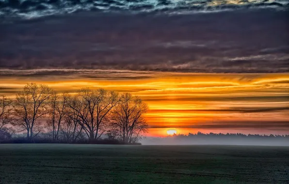 Картинка поле, закат, природа, туман, восход, фото, дерево