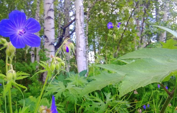 Природа, краски, Цветы