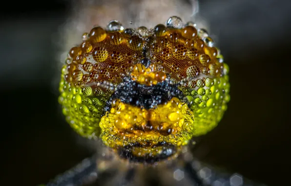Макро, Роса, Стрекоза, Beautiful, Little, Насекомое, Macro, Insect