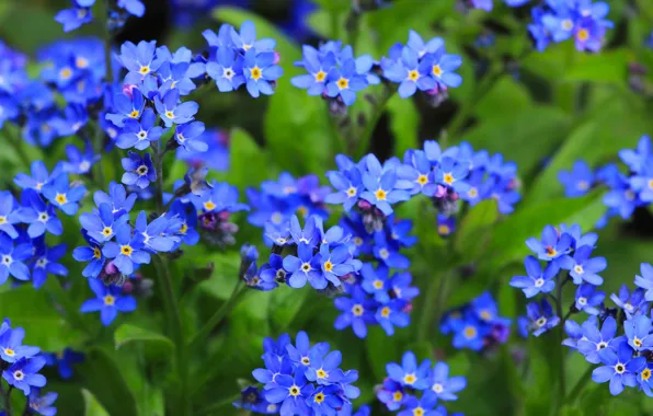 Flower, garden, blue forget-me-nots