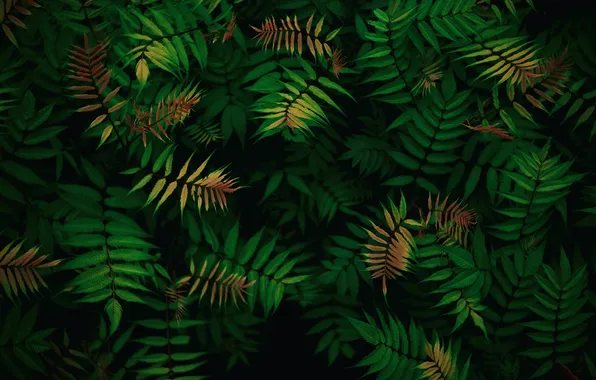 Природа, Красота, Nature, Tropical, Foliage, Green leaves, Patterns, Dark green