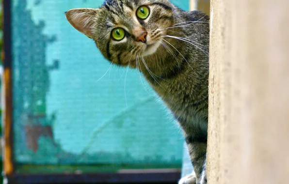 Кошка, кот, взгляд, поза, котенок, серый, стена, мордашка