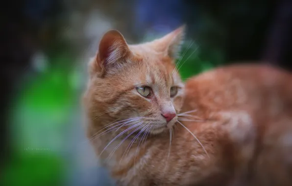 Картинка кошка, кот, взгляд, рыжий, мордочка, котейка