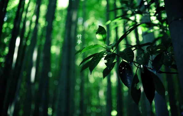 Картинка лес, бамбук, иероглифы, green colour