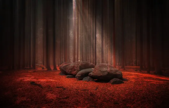 Red, forest, trees, landscape, nature, leaves, stones, sunlight