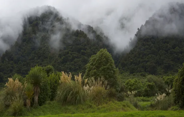 Картинка лес, деревья, горы, туман, Новая Зеландия, кусты