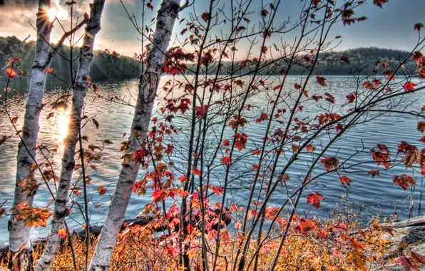 Картинка осень, ветки, природа, река, фото