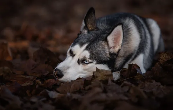 Картинка осень, листья, природа, поза, фон, листва, собака, лежит
