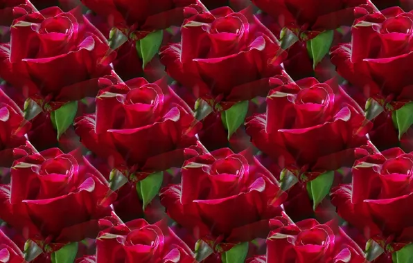 Картинка цветок, фон, роза, текстура, красная