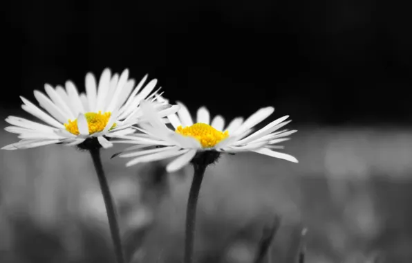 Белый, цветок, цветы, фон, widescreen, черно-белый, обои, ромашки