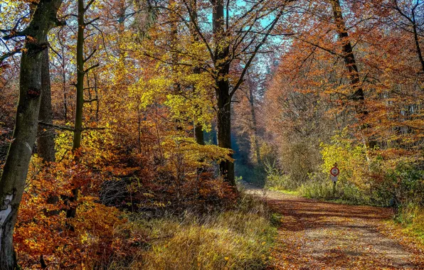 Дорога, осень, лес, листья, деревья, пейзаж
