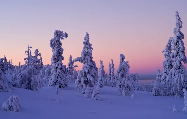 Зима, снег, деревья, закат, Финляндия, Finland, Lapland, Лапландия