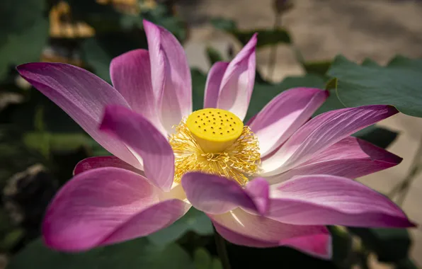 Цветок, крупный план, лотос, flower, close-up, lotus, красота природы, beauty of nature